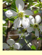 Вишня (Prunus cerasus L) Вишня (Prunus cerasus L)
